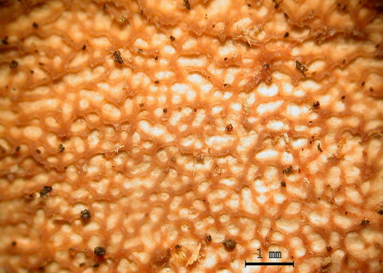 Crosta su ramo di ciliegio - foto 7291 (Phlebia rufa)